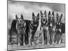 Group of Mrs Leslie Thornton's Celebrated "Southdown" Alsatians-Thomas Fall-Mounted Premium Photographic Print