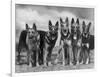 Group of Mrs Leslie Thornton's Celebrated "Southdown" Alsatians-Thomas Fall-Framed Photographic Print