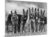 Group of Mrs Leslie Thornton's Celebrated "Southdown" Alsatians-Thomas Fall-Mounted Photographic Print