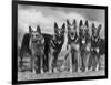 Group of Mrs Leslie Thornton's Celebrated "Southdown" Alsatians-Thomas Fall-Framed Photographic Print