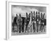 Group of Mrs Leslie Thornton's Celebrated "Southdown" Alsatians-Thomas Fall-Framed Photographic Print