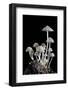 Group of Mushrooms-Igor Kovalenko-Framed Photographic Print