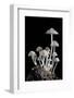 Group of Mushrooms-Igor Kovalenko-Framed Photographic Print