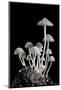 Group of Mushrooms-Igor Kovalenko-Mounted Photographic Print