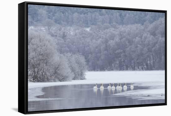 Group of Mute Swans (Cygnus Olor) on Partially Frozen Loch Laggan, Creag Meagaidh, Scotland, UK-Peter Cairns-Framed Stretched Canvas