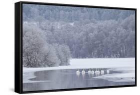 Group of Mute Swans (Cygnus Olor) on Partially Frozen Loch Laggan, Creag Meagaidh, Scotland, UK-Peter Cairns-Framed Stretched Canvas