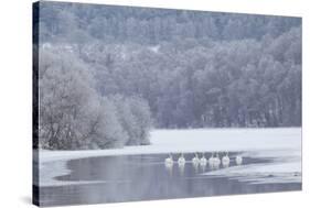 Group of Mute Swans (Cygnus Olor) on Partially Frozen Loch Laggan, Creag Meagaidh, Scotland, UK-Peter Cairns-Stretched Canvas