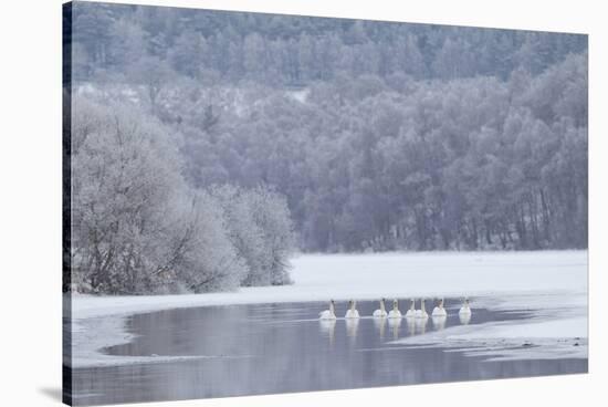 Group of Mute Swans (Cygnus Olor) on Partially Frozen Loch Laggan, Creag Meagaidh, Scotland, UK-Peter Cairns-Stretched Canvas