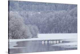 Group of Mute Swans (Cygnus Olor) on Partially Frozen Loch Laggan, Creag Meagaidh, Scotland, UK-Peter Cairns-Stretched Canvas