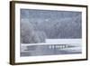 Group of Mute Swans (Cygnus Olor) on Partially Frozen Loch Laggan, Creag Meagaidh, Scotland, UK-Peter Cairns-Framed Photographic Print