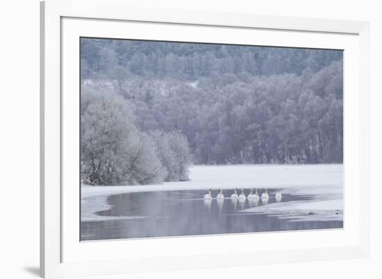 Group of Mute Swans (Cygnus Olor) on Partially Frozen Loch Laggan, Creag Meagaidh, Scotland, UK-Peter Cairns-Framed Photographic Print