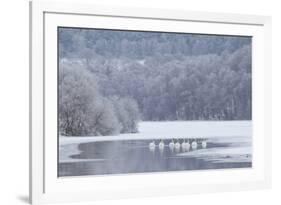 Group of Mute Swans (Cygnus Olor) on Partially Frozen Loch Laggan, Creag Meagaidh, Scotland, UK-Peter Cairns-Framed Photographic Print