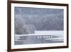 Group of Mute Swans (Cygnus Olor) on Partially Frozen Loch Laggan, Creag Meagaidh, Scotland, UK-Peter Cairns-Framed Photographic Print