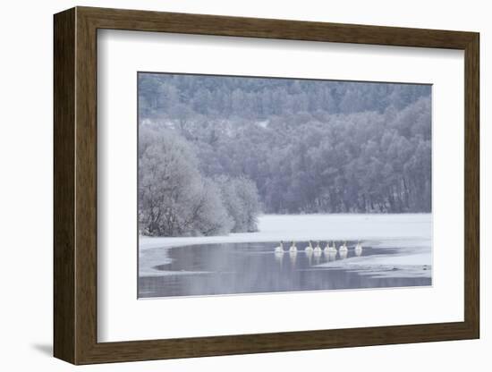 Group of Mute Swans (Cygnus Olor) on Partially Frozen Loch Laggan, Creag Meagaidh, Scotland, UK-Peter Cairns-Framed Photographic Print