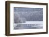 Group of Mute Swans (Cygnus Olor) on Partially Frozen Loch Laggan, Creag Meagaidh, Scotland, UK-Peter Cairns-Framed Photographic Print