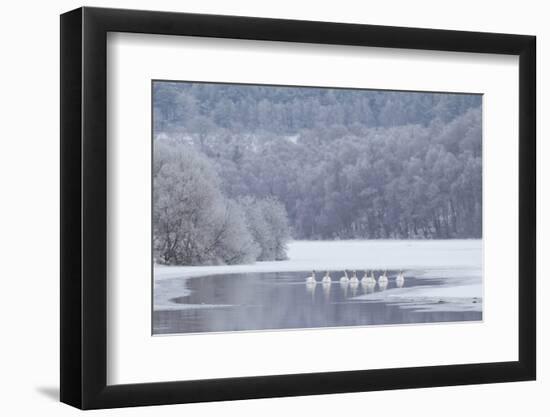 Group of Mute Swans (Cygnus Olor) on Partially Frozen Loch Laggan, Creag Meagaidh, Scotland, UK-Peter Cairns-Framed Photographic Print