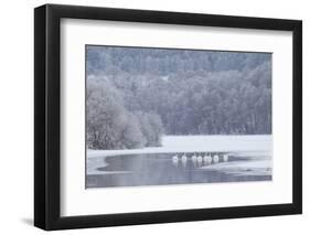 Group of Mute Swans (Cygnus Olor) on Partially Frozen Loch Laggan, Creag Meagaidh, Scotland, UK-Peter Cairns-Framed Photographic Print