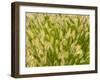 Group of Ornamental Grass Heads, Arlington, Virginia, USA-Corey Hilz-Framed Photographic Print