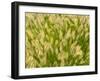 Group of Ornamental Grass Heads, Arlington, Virginia, USA-Corey Hilz-Framed Photographic Print