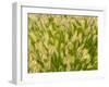 Group of Ornamental Grass Heads, Arlington, Virginia, USA-Corey Hilz-Framed Photographic Print