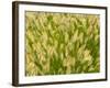 Group of Ornamental Grass Heads, Arlington, Virginia, USA-Corey Hilz-Framed Photographic Print