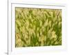 Group of Ornamental Grass Heads, Arlington, Virginia, USA-Corey Hilz-Framed Photographic Print