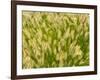 Group of Ornamental Grass Heads, Arlington, Virginia, USA-Corey Hilz-Framed Photographic Print