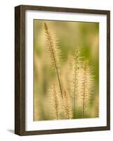 Group of Ornamental Grass Heads, Arlington, Virginia, USA-Corey Hilz-Framed Photographic Print