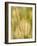 Group of Ornamental Grass Heads, Arlington, Virginia, USA-Corey Hilz-Framed Photographic Print