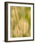 Group of Ornamental Grass Heads, Arlington, Virginia, USA-Corey Hilz-Framed Photographic Print