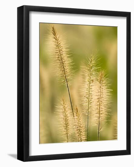 Group of Ornamental Grass Heads, Arlington, Virginia, USA-Corey Hilz-Framed Photographic Print