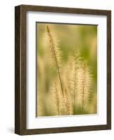 Group of Ornamental Grass Heads, Arlington, Virginia, USA-Corey Hilz-Framed Photographic Print