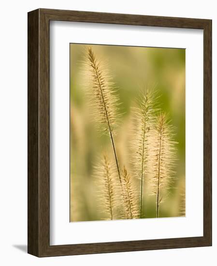 Group of Ornamental Grass Heads, Arlington, Virginia, USA-Corey Hilz-Framed Photographic Print