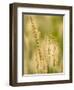 Group of Ornamental Grass Heads, Arlington, Virginia, USA-Corey Hilz-Framed Photographic Print