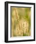 Group of Ornamental Grass Heads, Arlington, Virginia, USA-Corey Hilz-Framed Photographic Print