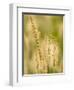 Group of Ornamental Grass Heads, Arlington, Virginia, USA-Corey Hilz-Framed Photographic Print