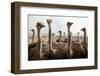 Group of Ostriches on a Farm with Misty Clouds-Johan Swanepoel-Framed Photographic Print