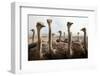 Group of Ostriches on a Farm with Misty Clouds-Johan Swanepoel-Framed Photographic Print