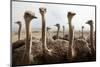 Group of Ostriches on a Farm with Misty Clouds-Johan Swanepoel-Mounted Photographic Print
