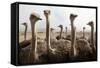 Group of Ostriches on a Farm with Misty Clouds-Johan Swanepoel-Framed Stretched Canvas