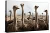 Group of Ostriches on a Farm with Misty Clouds-Johan Swanepoel-Stretched Canvas