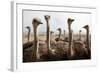 Group of Ostriches on a Farm with Misty Clouds-Johan Swanepoel-Framed Photographic Print