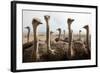 Group of Ostriches on a Farm with Misty Clouds-Johan Swanepoel-Framed Photographic Print