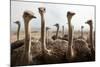 Group of Ostriches on a Farm with Misty Clouds-Johan Swanepoel-Mounted Photographic Print