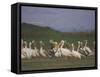 Group of Pelicans Resting on the Ground at Dusk, Galilee Panhandle, Middle East-Eitan Simanor-Framed Stretched Canvas