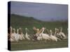 Group of Pelicans Resting on the Ground at Dusk, Galilee Panhandle, Middle East-Eitan Simanor-Stretched Canvas