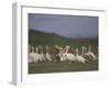 Group of Pelicans Resting on the Ground at Dusk, Galilee Panhandle, Middle East-Eitan Simanor-Framed Photographic Print