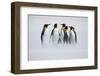 Group of Penguin. Group of Six King Penguins, Aptenodytes Patagonicus, Going from White Snow to Sea-Ondrej Prosicky-Framed Photographic Print
