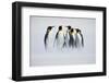 Group of Penguin. Group of Six King Penguins, Aptenodytes Patagonicus, Going from White Snow to Sea-Ondrej Prosicky-Framed Photographic Print