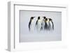 Group of Penguin. Group of Six King Penguins, Aptenodytes Patagonicus, Going from White Snow to Sea-Ondrej Prosicky-Framed Photographic Print